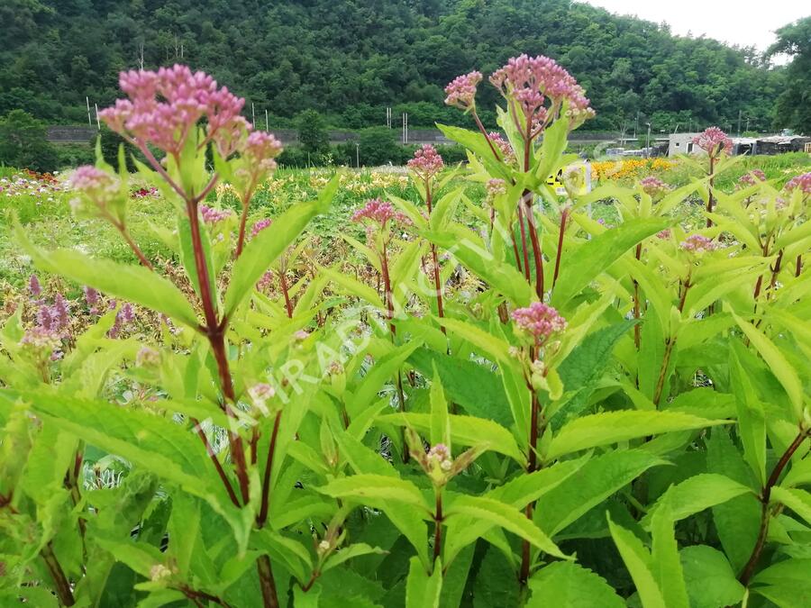 Sadec 'Baby Joe' - Eupatorium dubium 'Baby Joe'