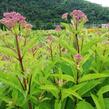 Sadec 'Baby Joe' - Eupatorium dubium 'Baby Joe'