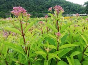 Sadec 'Baby Joe' - Eupatorium dubium 'Baby Joe'