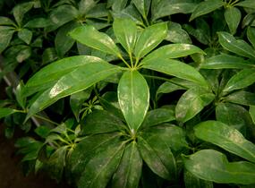 Šeflera dlanitolistá - Schefflera arboricola