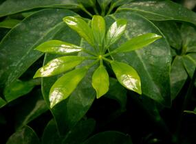 Šeflera dlanitolistá - Schefflera arboricola