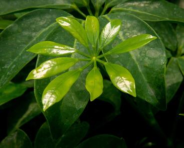 Šeflera dlanitolistá