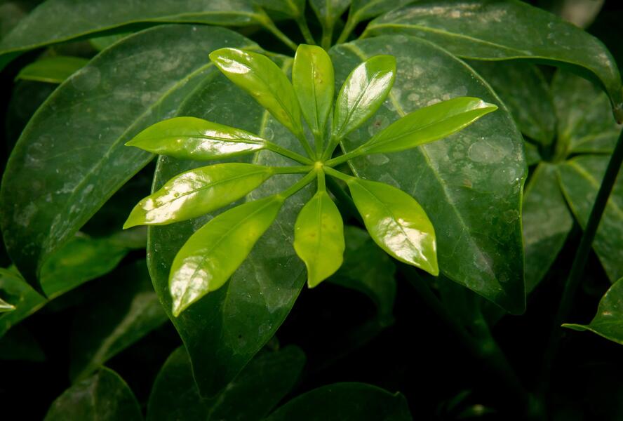 Šeflera dlanitolistá - Schefflera arboricola