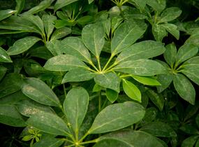 Šeflera dlanitolistá - Schefflera arboricola
