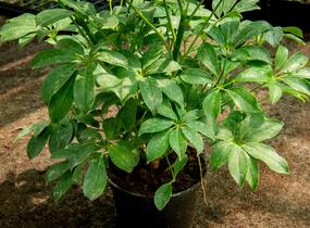 Šeflera dlanitolistá - Schefflera arboricola