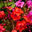 Plamenka latnatá 'Flame Pink' - Phlox paniculata 'Flame Pink'