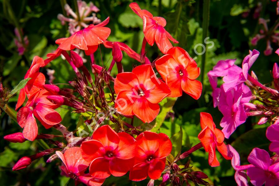 Plamenka latnatá 'Flame Pink' - Phlox paniculata 'Flame Pink'
