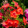 Plamenka latnatá 'Flame Pink' - Phlox paniculata 'Flame Pink'