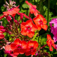 Plamenka latnatá 'Flame Pink' - Phlox paniculata 'Flame Pink'