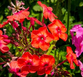 Plamenka latnatá 'Flame Pink' - Phlox paniculata 'Flame Pink'