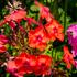 plamenka-latnata-flame-pink.jpg