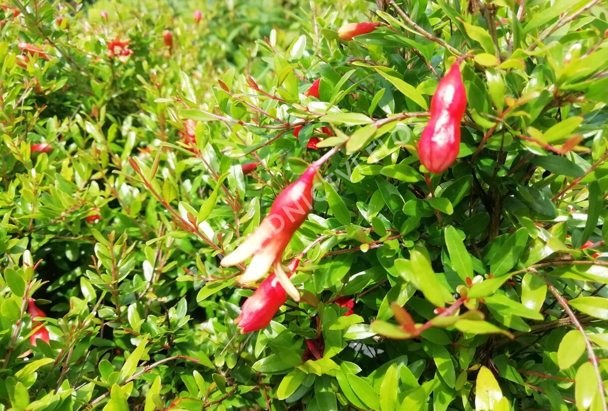 Marhaník 'Nana Gracilissima' - Punica granatum 'Nana Gracilissima'