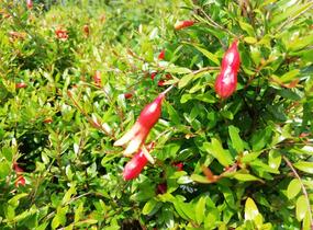 Marhaník 'Nana Gracilissima' - Punica granatum 'Nana Gracilissima'