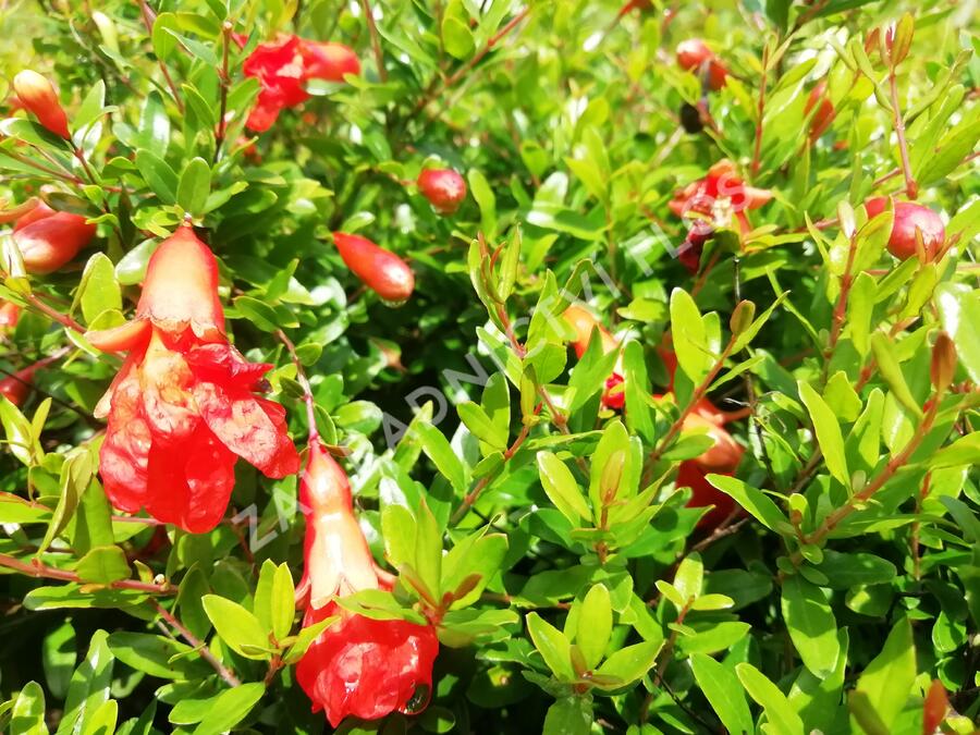 Marhaník 'Nana Gracilissima' - Punica granatum 'Nana Gracilissima'