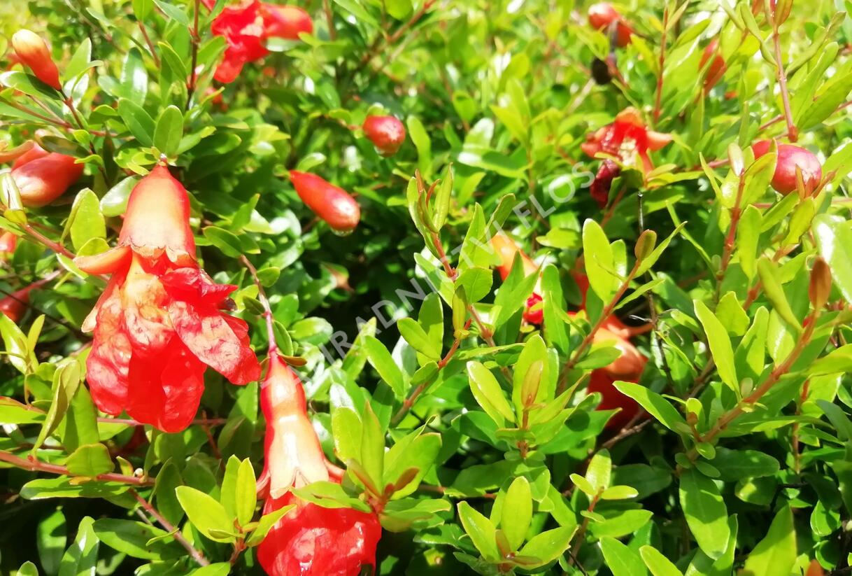 Marhaník 'Nana Gracilissima' - Punica granatum 'Nana Gracilissima'