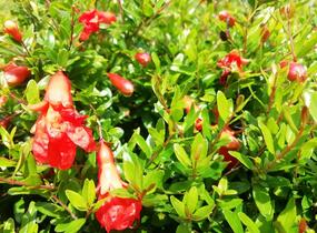 Marhaník 'Nana Gracilissima' - Punica granatum 'Nana Gracilissima'