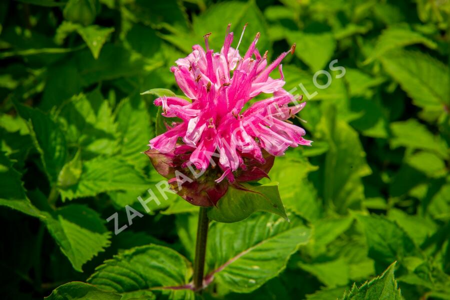 Zavinutka podvojná 'Melua Pink' - Monarda didyma 'Melua Pink'