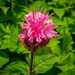 Zavinutka podvojná 'Melua Pink' - Monarda didyma 'Melua Pink'