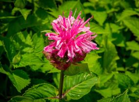 Zavinutka podvojná 'Melua Pink' - Monarda didyma 'Melua Pink'