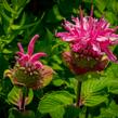 Zavinutka podvojná 'Melua Pink' - Monarda didyma 'Melua Pink'