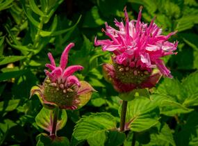 Zavinutka podvojná 'Melua Pink' - Monarda didyma 'Melua Pink'