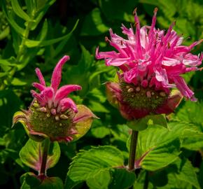 Zavinutka podvojná 'Melua Pink' - Monarda didyma 'Melua Pink'