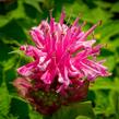 Zavinutka podvojná 'Melua Pink' - Monarda didyma 'Melua Pink'