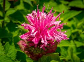 Zavinutka podvojná 'Melua Pink' - Monarda didyma 'Melua Pink'
