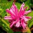 Zavinutka podvojná 'Melua Pink' - Monarda didyma 'Melua Pink'