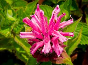 Zavinutka podvojná 'Melua Pink' - Monarda didyma 'Melua Pink'