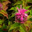 Zavinutka podvojná 'Melua Pink' - Monarda didyma 'Melua Pink'