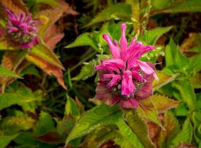Zavinutka podvojná 'Melua Pink' - Monarda didyma 'Melua Pink'