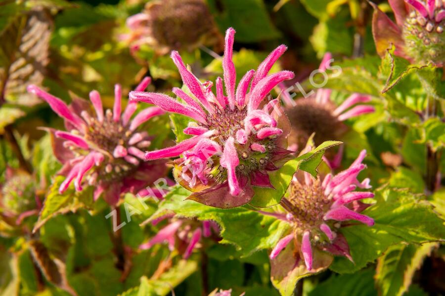 Zavinutka podvojná 'Melua Violet' - Monarda didyma 'Melua Violet'