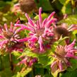 Zavinutka podvojná 'Melua Violet' - Monarda didyma 'Melua Violet'