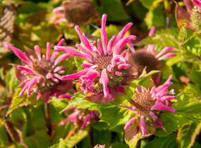 Zavinutka podvojná 'Melua Violet' - Monarda didyma 'Melua Violet'