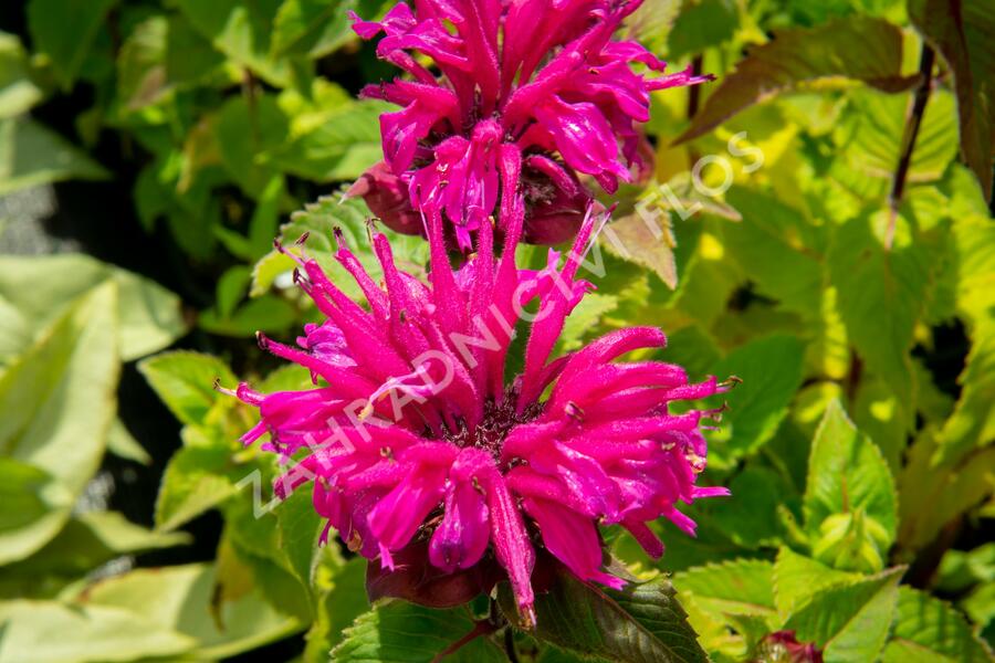 Zavinutka podvojná 'Melua Violet' - Monarda didyma 'Melua Violet'
