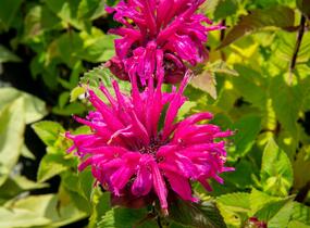 Zavinutka podvojná 'Melua Violet' - Monarda didyma 'Melua Violet'