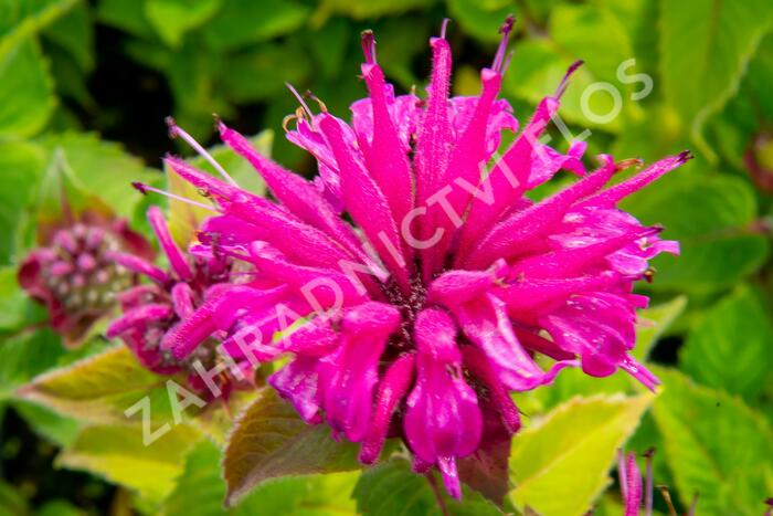 Zavinutka podvojná 'Melua Violet' - Monarda didyma 'Melua Violet'