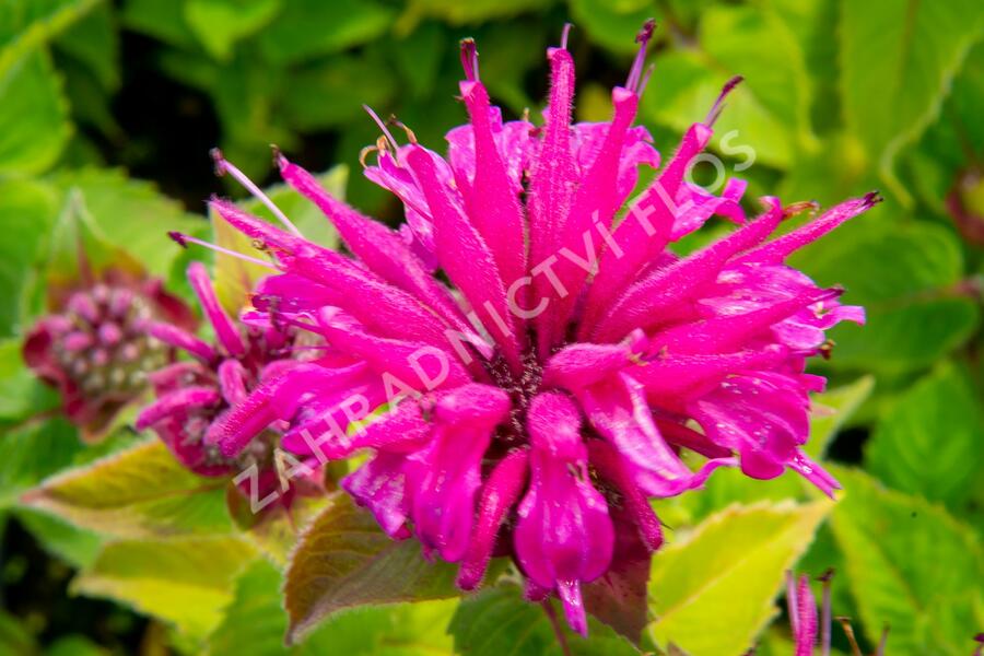 Zavinutka podvojná 'Melua Violet' - Monarda didyma 'Melua Violet'