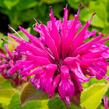 Zavinutka podvojná 'Melua Violet' - Monarda didyma 'Melua Violet'