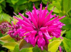 Zavinutka podvojná 'Melua Violet' - Monarda didyma 'Melua Violet'