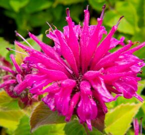 Zavinutka podvojná 'Melua Violet' - Monarda didyma 'Melua Violet'