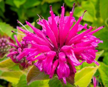 Zavinutka podvojná 'Melua Violet'