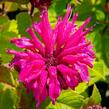 Zavinutka podvojná 'Melua Violet' - Monarda didyma 'Melua Violet'