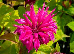 Zavinutka podvojná 'Melua Violet' - Monarda didyma 'Melua Violet'