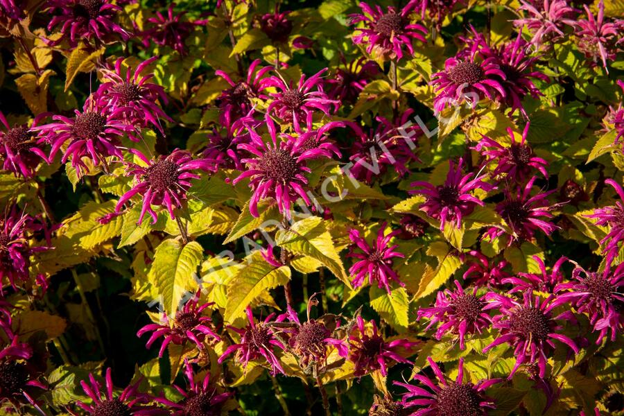 Zavinutka podvojná 'Melua Violet' - Monarda didyma 'Melua Violet'