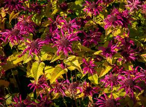Zavinutka podvojná 'Melua Violet' - Monarda didyma 'Melua Violet'