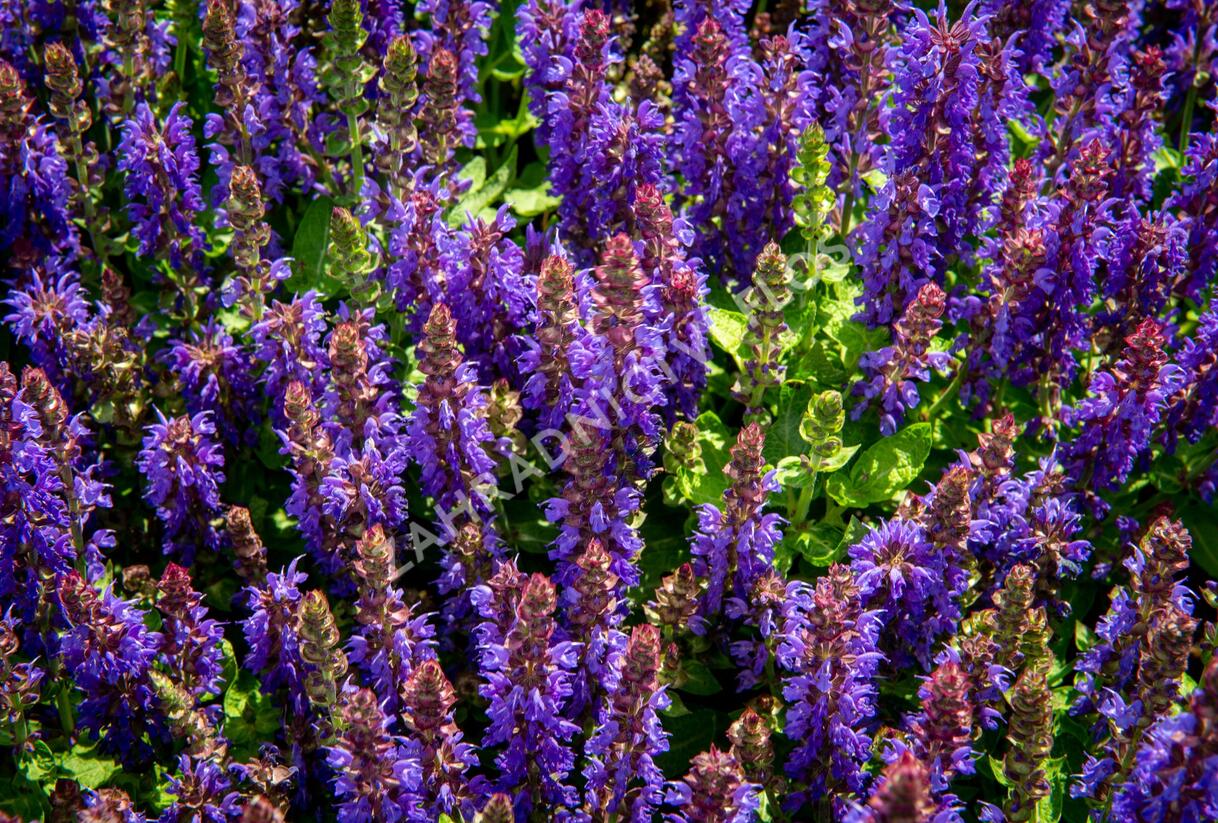 Šalvěj hajní 'Rianne' - Salvia nemorosa 'Rianne'