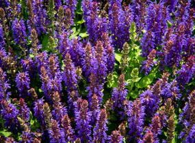 Šalvěj hajní 'Rianne' - Salvia nemorosa 'Rianne'