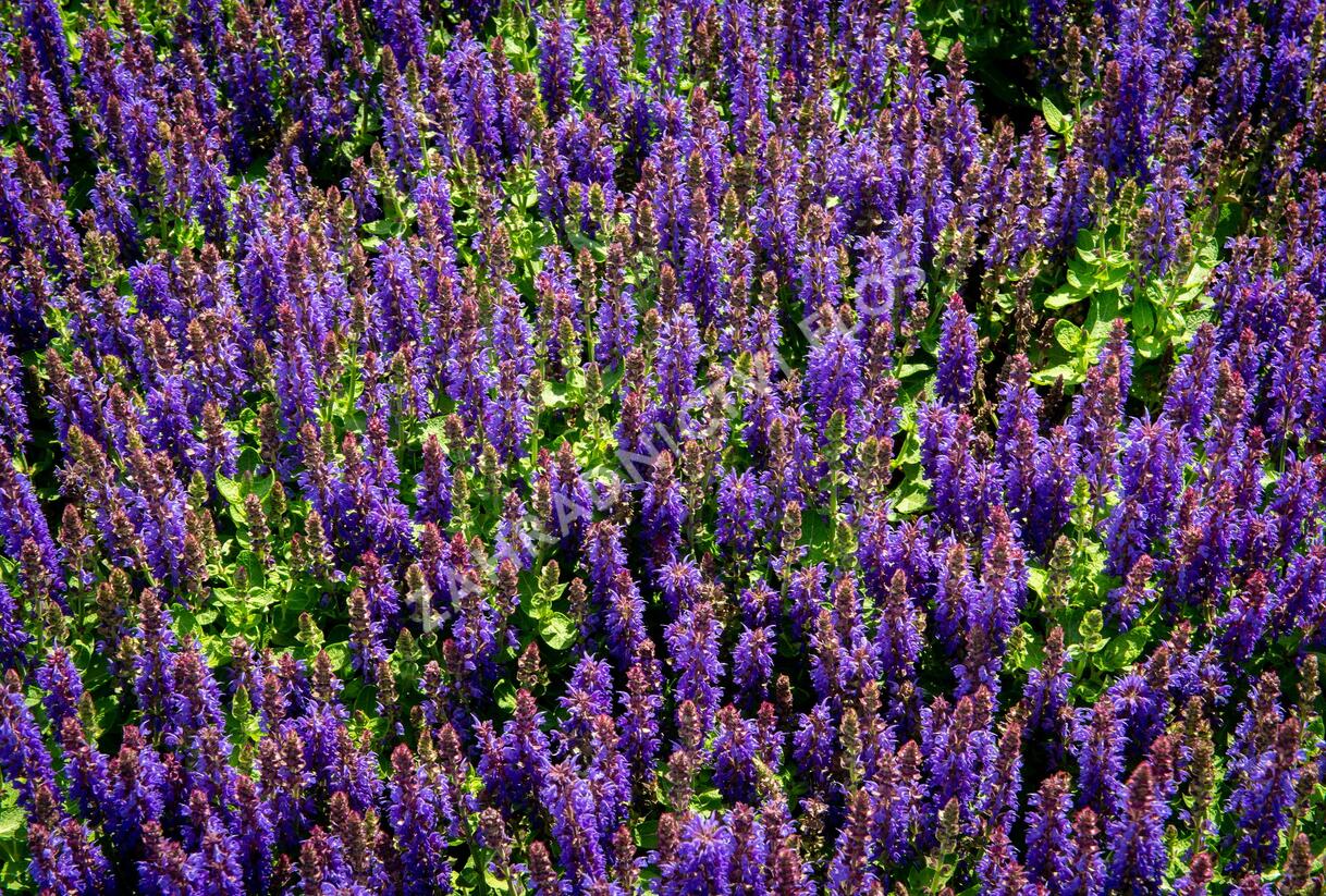 Šalvěj hajní 'Rianne' - Salvia nemorosa 'Rianne'